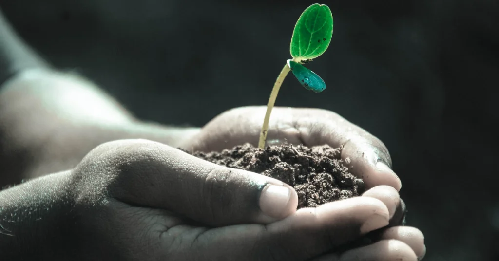 image of small plant growing in somebodys hands