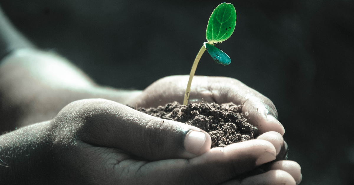 image of small plant growing in somebodys hands